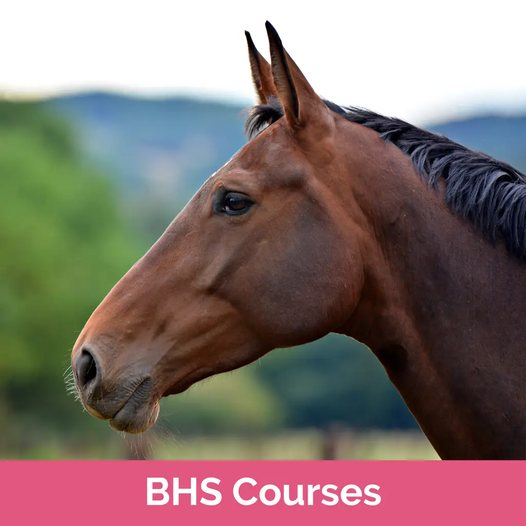Stag-Lodge-Website-Buy-Pics-BHS-Courses