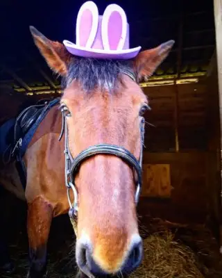 Happy Easter Everyone 😁 

#london #royalpark #richmondpark #horseriding #horsey #horsebackriding #horsebackridinglessons #staglodge #staglodgestables #staglodge2 #horses #poniesofinstagram #pony #horseselfie #ridinglessons #photoftheday #horsesofinsta #horseoftheday #equestrian #equestrianlife #horselife #ridingahorse #equestrianphotography #horsephoto #horsephotographer #horsegirl #horsemanship #horseback #equestriansofinstagram #easter