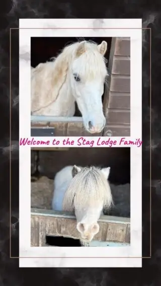 ✨ Welcome to the Stag Lodge Family ✨ 

Comment below name suggestions 😁

Move pictures and videos to follow over the next couple of days. 

#london #royalpark #richmondpark #horseriding #horsey #horsebackriding #horsebackridinglessons #staglodge #staglodgestables #staglodge2 #horses #poniesofinstagram #pony #horseselfie #ridinglessons #photoftheday #horsesofinsta #horseoftheday #equestrian #equestrianlife #horselife #ridingahorse #equestrianphotography #horsephoto #horsephotographer #horsegirl #horsemanship #horseback #equestriansofinstagram #newhorses