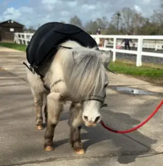 ⚠️ Warning cuteness overload 😍

Paddington testing out his new saddle. Ready for some of our smallest riders. 

#london #royalpark #richmondpark #horseriding #horsey #horsebackriding #horsebackridinglessons #staglodge #staglodgestables #staglodge2 #horses #poniesofinstagram #pony #horseselfie #ridinglessons #photoftheday #horsesofinsta #horseoftheday #equestrian #equestrianlife #horselife #ridingahorse #equestrianphotography #horsephoto #horsephotographer #horsegirl #horsemanship #horseback #equestriansofinstagram #shetlandpony