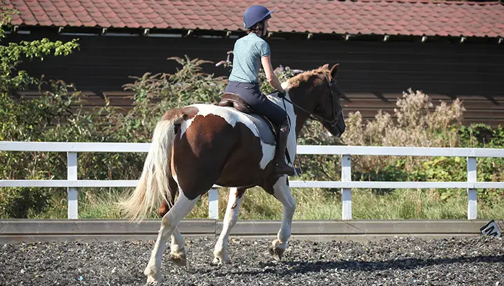 Stag-Lodge-Page-Bottom-Riding-Courses-new
