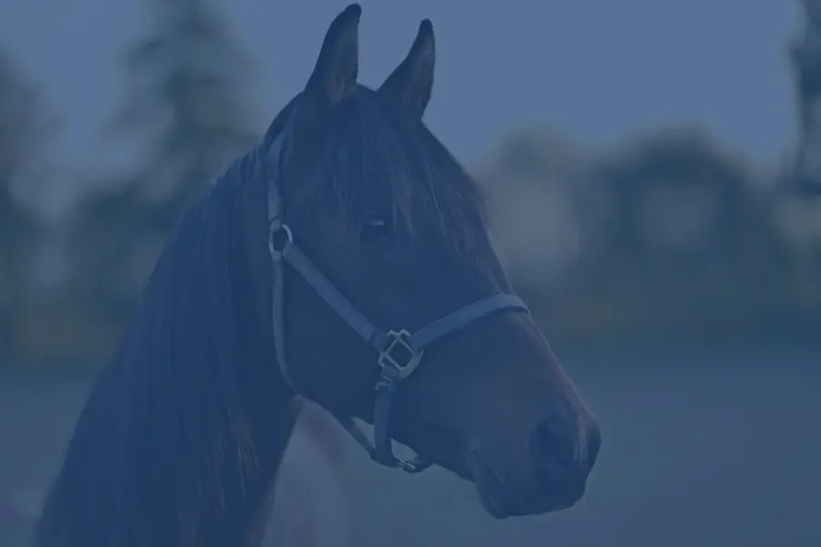 Corporate-Rides-900x600-blue