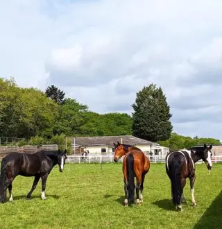 What you looking at? 

We’re not ready to come in yet! 😂

#london #royalpark #richmondpark #horseriding #horsey #horsebackriding #horsebackridinglessons #staglodge #staglodgestables #staglodge2 #horses #poniesofinstagram #pony #horseselfie #ridinglessons #photoftheday #horsesofinsta #horseoftheday #equestrian #equestrianlife #horselife #ridingahorse #equestrianphotography #horsephoto #horsephotographer #horsegirl #horsemanship #horseback #equestriansofinstagram #training