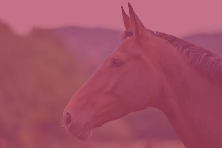 BHS-Courses-900x600-pink BHS-Courses-900x600-pink