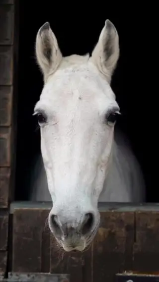 Who can name these two gorgeous greys? 😍😍

#london #royalpark #richmondpark #horseriding #horsey #horsebackriding #horsebackridinglessons #staglodge #staglodgestables #staglodge2 #horses #poniesofinstagram #pony #horseselfie #ridinglessons #photoftheday #horsesofinsta #horseoftheday #equestrian #equestrianlife #horselife #ridingahorse #equestrianphotography #horsephoto #horsephotographer #horsegirl #horsemanship #horseback #equestriansofinstagram #training