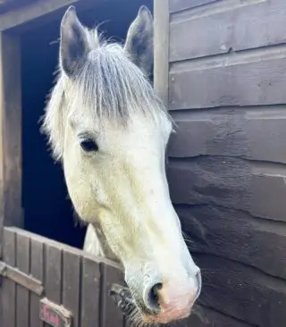 📸 Flint 

www.staglodgestables.com 

#london #royalpark #richmondpark #horseriding #horsey #horsebackriding #horsebackridinglessons #staglodge #staglodgestables #staglodge2 #horses #poniesofinstagram #pony #horseselfie #ridinglessons #photoftheday #horsesofinsta #horseoftheday #equestrian #equestrianlife #horselife #ridingahorse #equestrianphotography #horsephoto #horsephotographer #horsegirl #horsemanship #horseback #equestriansofinstagram #training