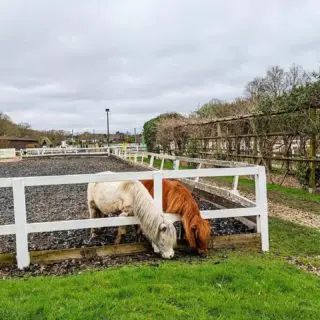 A sweet friendship 😍🥰

#london #royalpark #richmondpark #horseriding #horsey #horsebackriding #horsebackridinglessons #staglodge #staglodgestables #staglodge2 #horses #poniesofinstagram #pony #horseselfie #ridinglessons #photoftheday #horsesofinsta #horseoftheday #equestrian #equestrianlife #horselife #ridingahorse #equestrianphotography #horsephoto #horsephotographer #horsegirl #horsemanship #horseback #equestriansofinstagram #pictureoftheday
